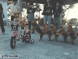 canino,ciempiés,divertido,perros,conga