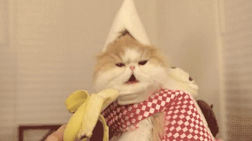 gato,banana