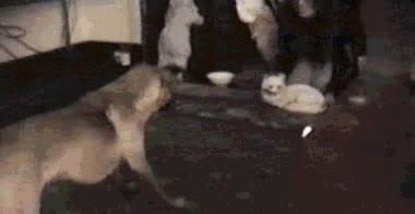 susto,perro,mentira,gato