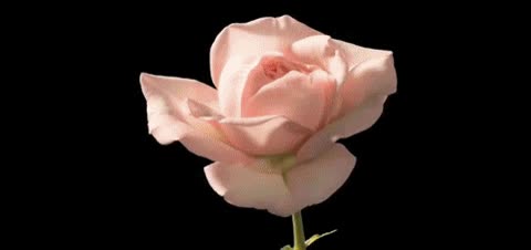 slow motion,rosa,florecer,flor