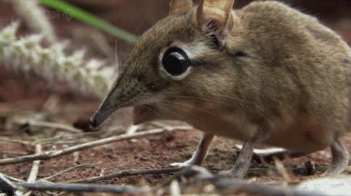 sengi,insecto,comida,comer