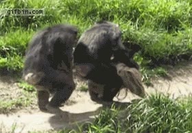 sincronizados,andando,chimpancés