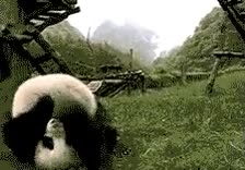 voltereta,panda,animal