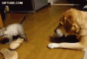 salto,perro,Gato