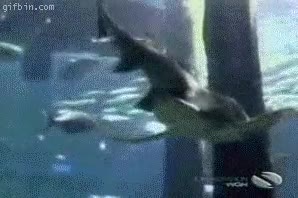 tiburón,golpe