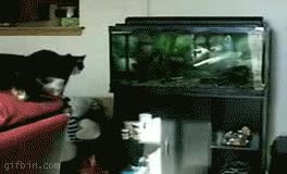 pez,pecera,gato