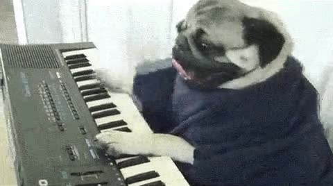 teclado,perro,musica