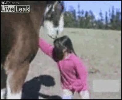 tocar,niña,epic win,caballo
