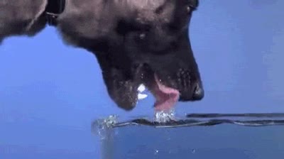 perros,mascotas,agua