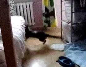 salto,gato,cama