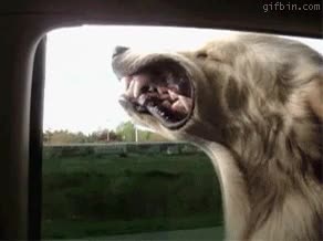 viento,ventana,perro,enfadado,coche