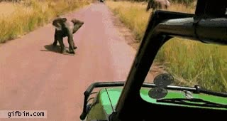 tirar,Elefante,cruzar,coche,atras