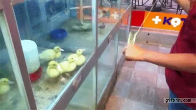 yoyo,patitos,hipnotizar