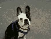 violacion,pikachi,perro,peluche