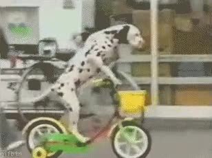 perro,dalmata,bicicleta