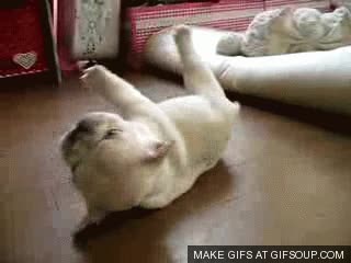 bulldog,tortuga,gracioso,cachorro
