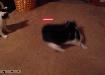 laser,gato,fail