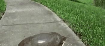 Tortuga,correr,césped,alien