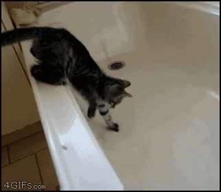 salto,pánico,gato,bañera
