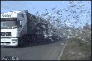 palomas,fail,camion