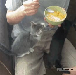 gato,comida,cereales