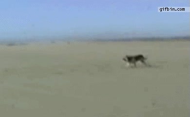 playa,perro,cometa