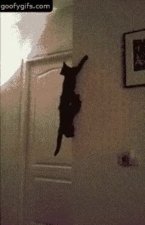 gatos,fuera,caer