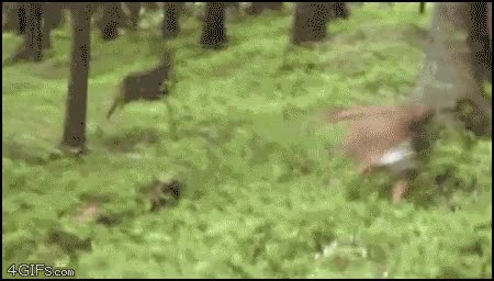 Venado,perro,ciervo