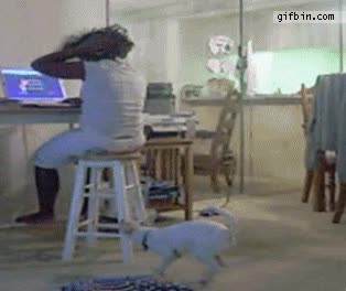 perro,fap fap fap