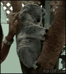 koala,cosquillas,animales graciosos