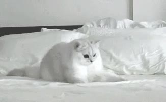 Lentillas,gato blanco