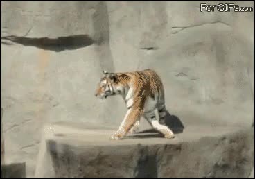 tigre,pajaro,ataque