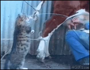 vaca,reddit,leche,gato