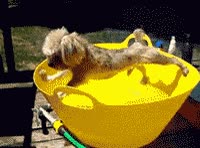 perro,cubo,agua