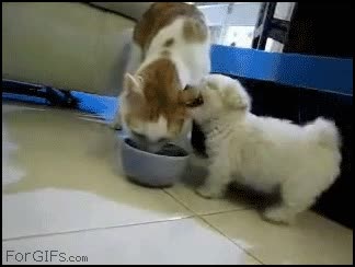 perro,gato