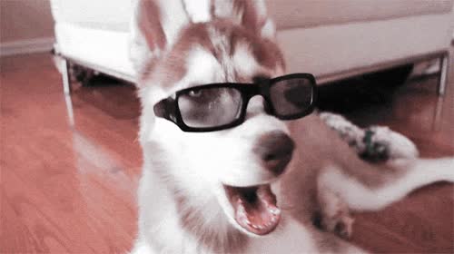 perro,gafas de sol,chulo