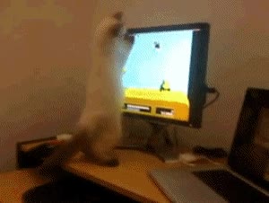 videojuego,pantalla,gato