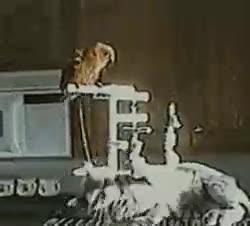 pis,loro,gato,cara
