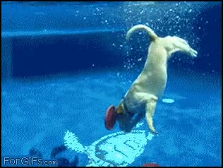 perro frisbees,agua