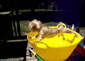 perro,caer,agua