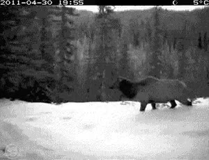 oso,parque nacional,ciervo