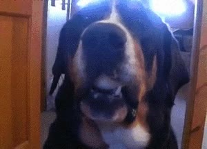 boca,huevo,perro