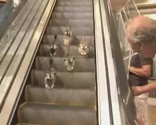 patos,subir,escaleras