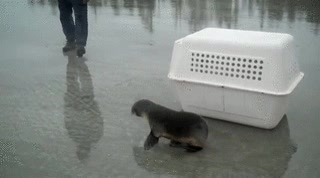 libertad,libre,caja,foca