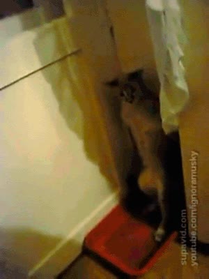 gato,intimidad,baño