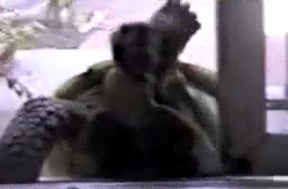 tortuga,puerta,casa,robo,lenta
