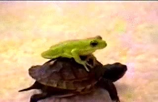 tortuga,rana,taxi