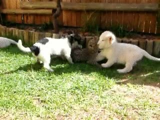 guepardo,perro,leon,amigos,jugar