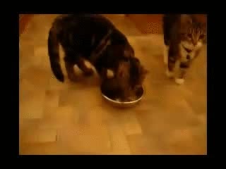 magnetico,comida,collar,gato