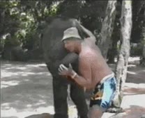 ostia,elefante,gordo